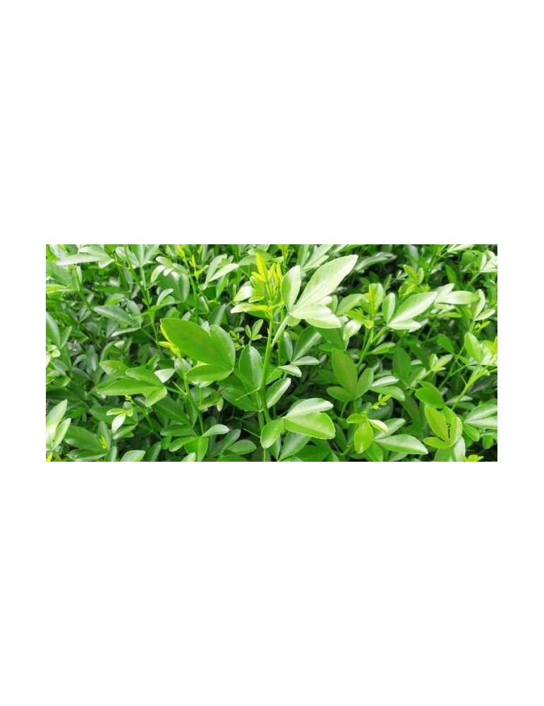 Citrus Citrange C 35 (lima bravia) C-17