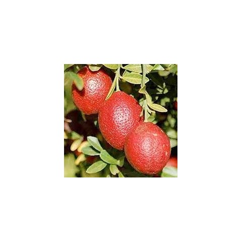 Limonero.Citrus limon. C-25 (100/130) 2