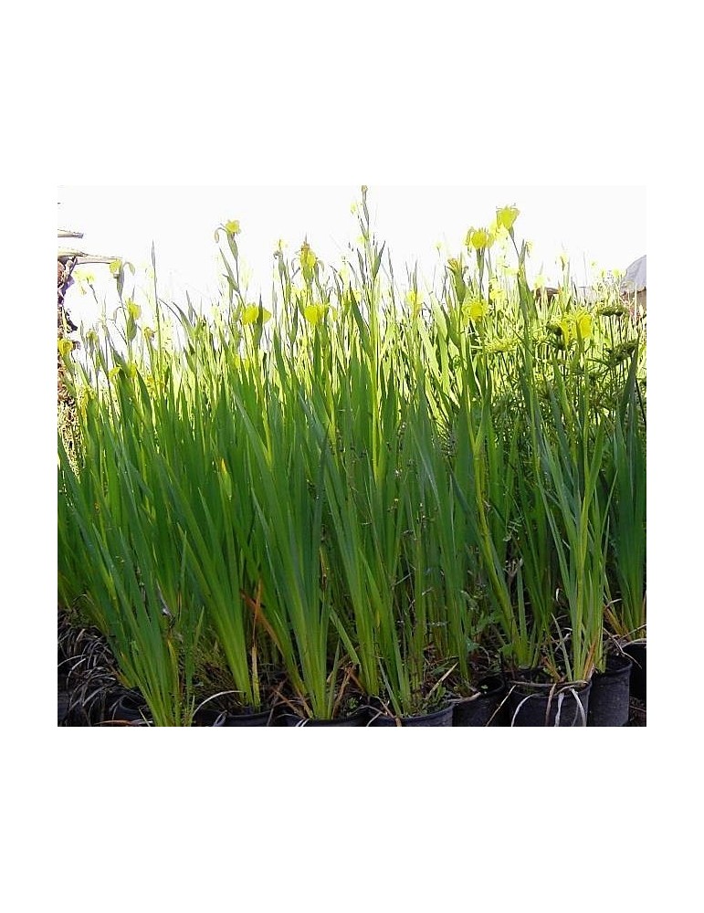 Lirio amarillo.Iris Pseudacorus Bf-40