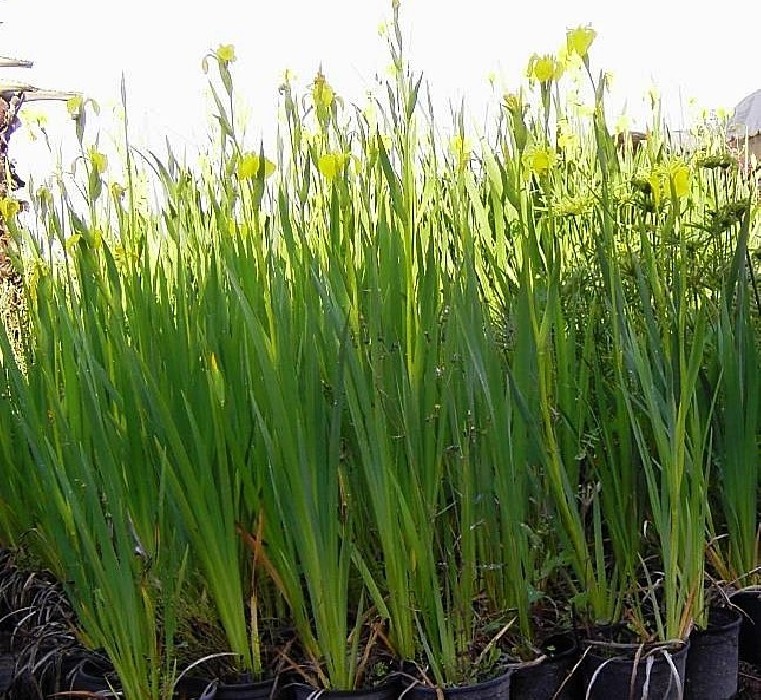 Lirio amarillo.Iris Pseudacorus Bf-40