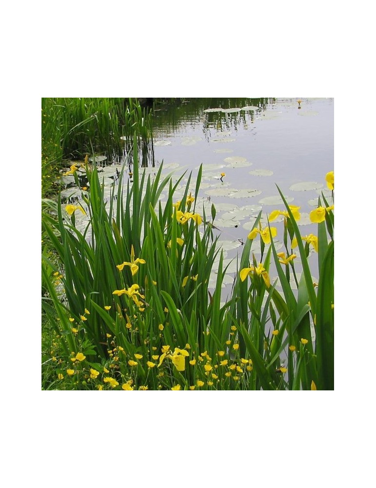 Lirio amarillo.Iris Pseudacorus Bf-40