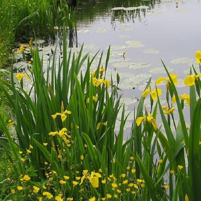 Lirio amarillo.Iris Pseudacorus Bf-40