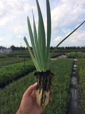 Iris Germanica BF-40 2