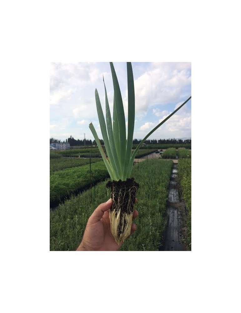 Iris Germanica BF-40