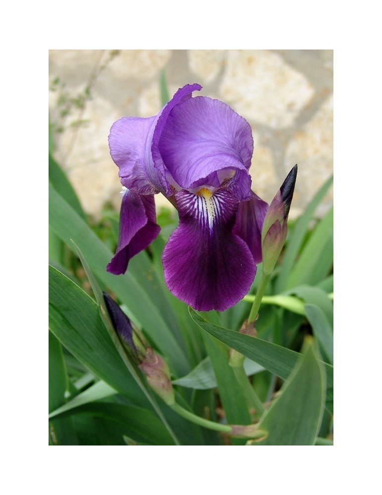 Iris Germanica BF-40