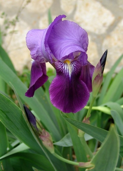 Iris Germanica BF-40
