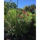 Adelfa.Nerium oleander. C-25 (90/110)