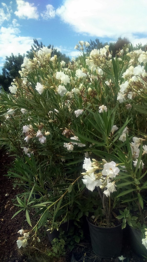 Adelfa.Nerium oleander. C-25 (90/110)