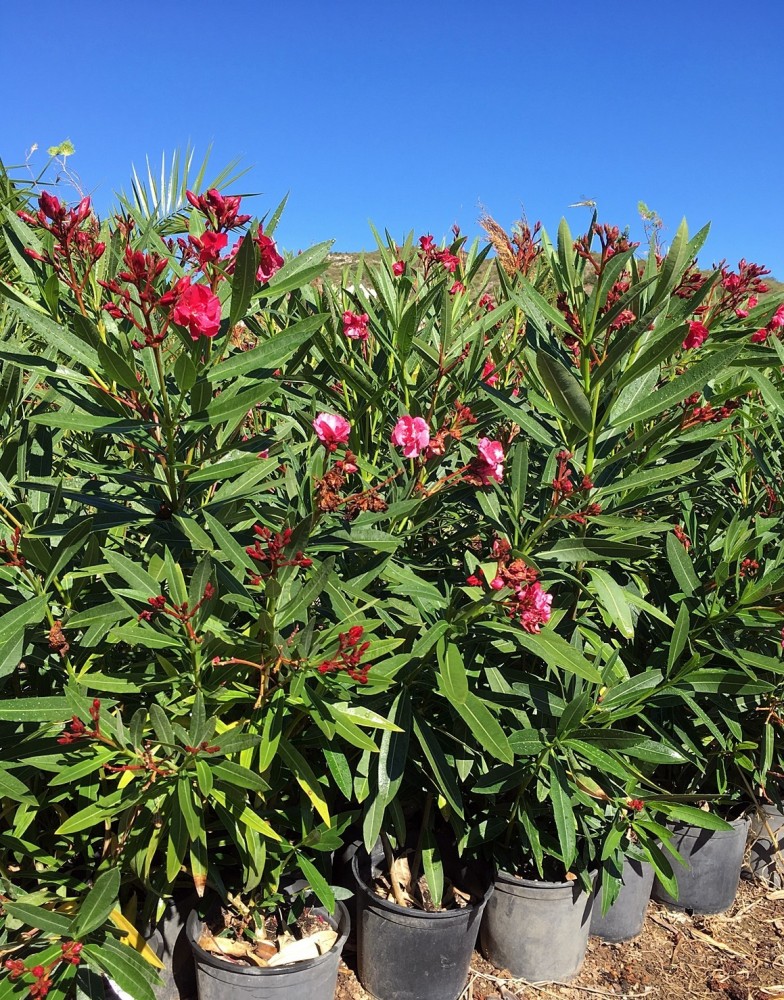 Adelfa.Nerium oleander. C-25 (90/110)