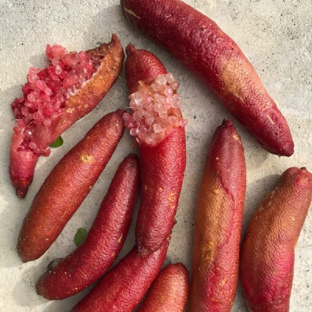 Limonero C. Caviar (Microcitrus australasica) C-25a