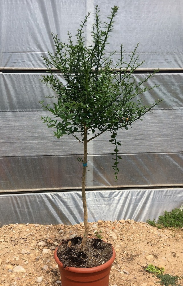 Limonero C. Caviar (Microcitrus australasica) C-25a