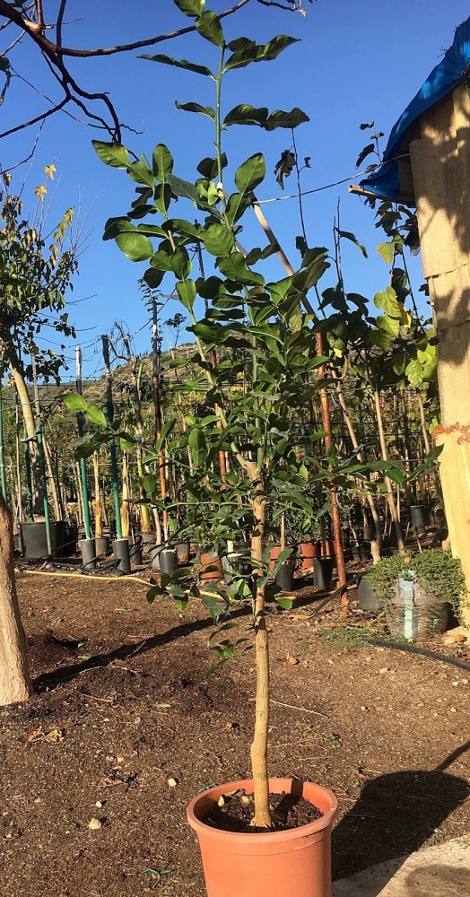 Lima Kaffir - Citrus Hystrix C-25