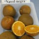 Naranjo Navel Chocolate.Citrus Sinensis. C-25