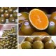 Naranjo Navel Chocolate.Citrus Sinensis. C-25