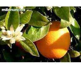 Naranjo Imperial Dulce.Citrus sinensis. C-25 (80/90)