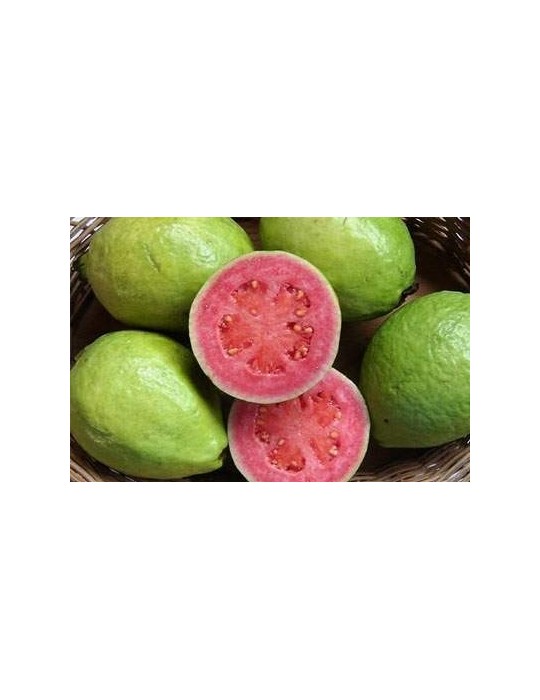 Guayabo amarillo.Psidium Guajava C-35