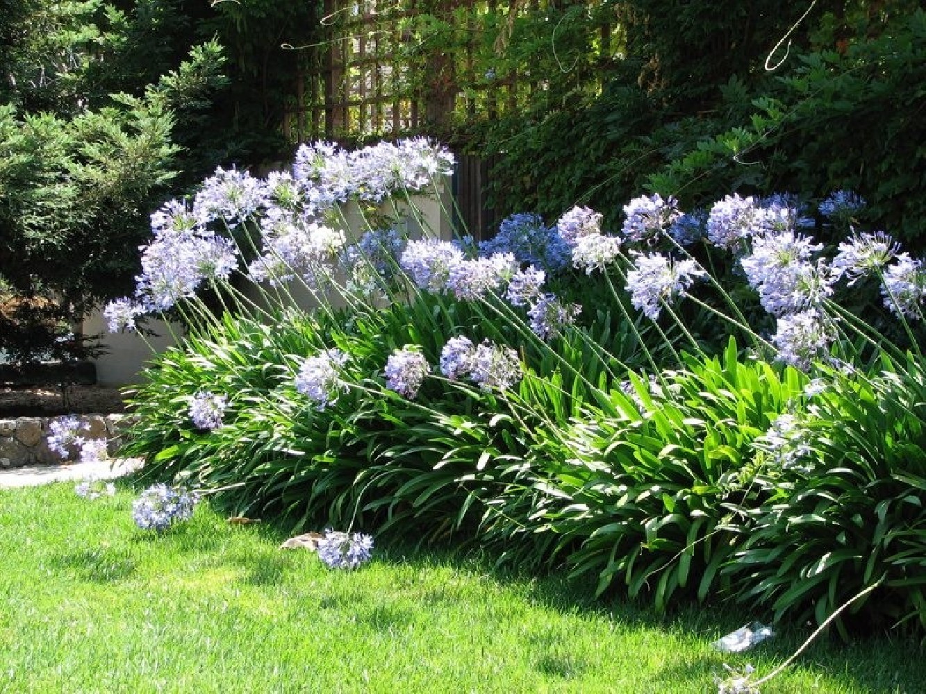 Agapanthus Africanus. Agapanto Azul Bf-40