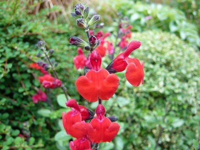 Salvia Macrophylla 2