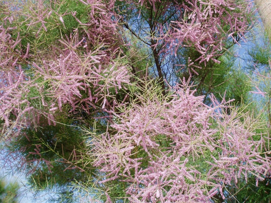 Tamarix Ramosissima BF-40