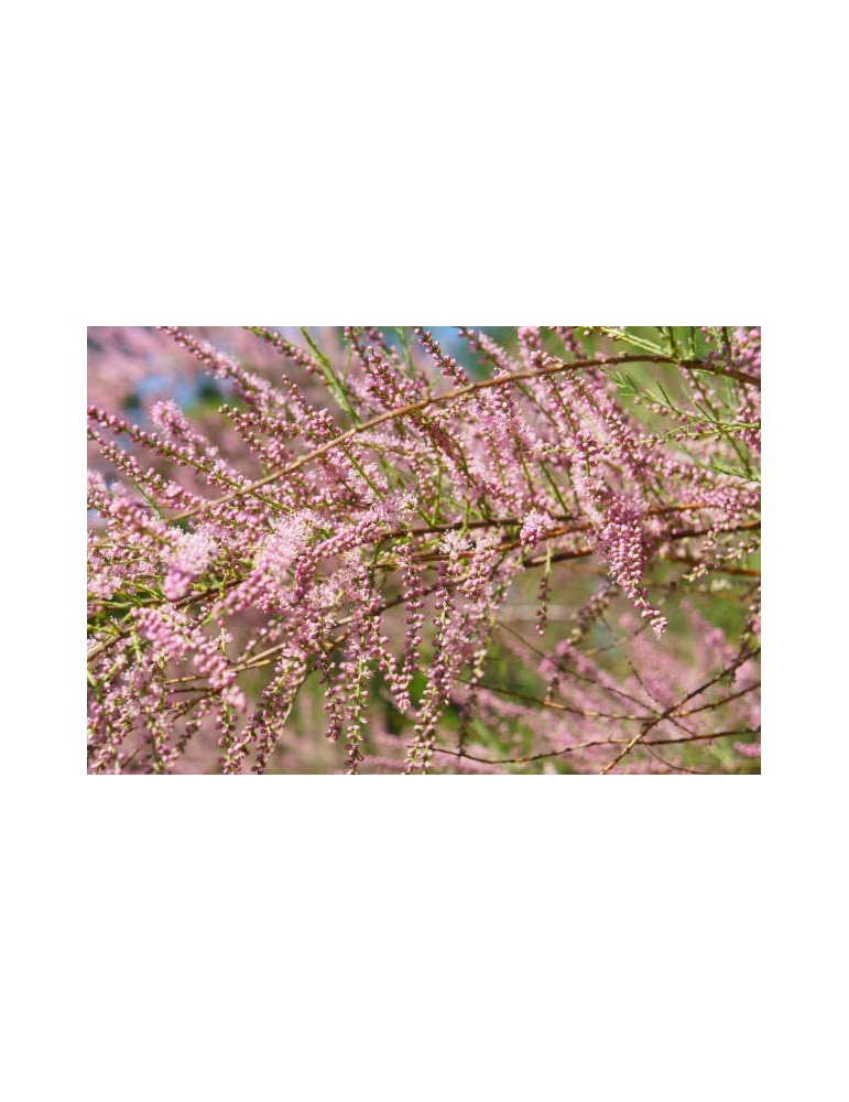 Tamarix Ramosissima BF-40