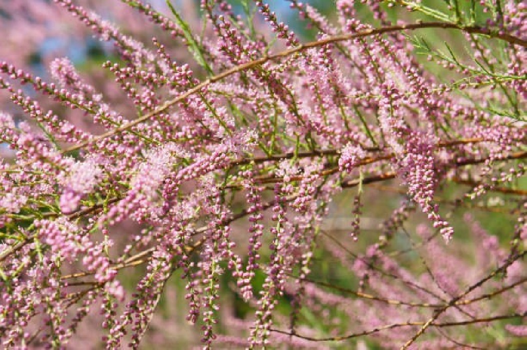 Tamarix Ramosissima BF-40