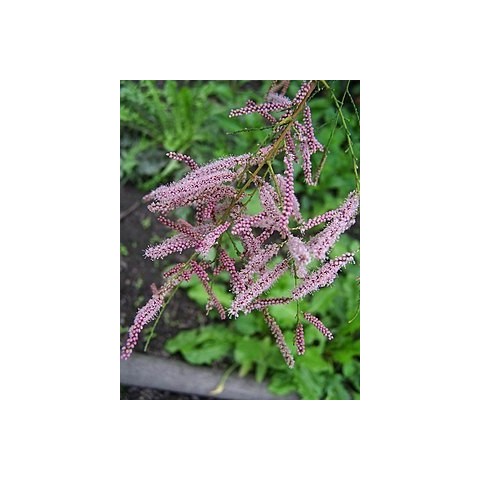 Tamarix Ramosissima BF-40 2