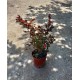 Lagerstroemia Indica Bf-40