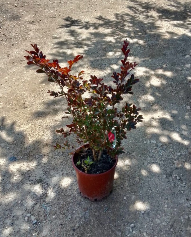 Lagerstroemia Indica Bf-40