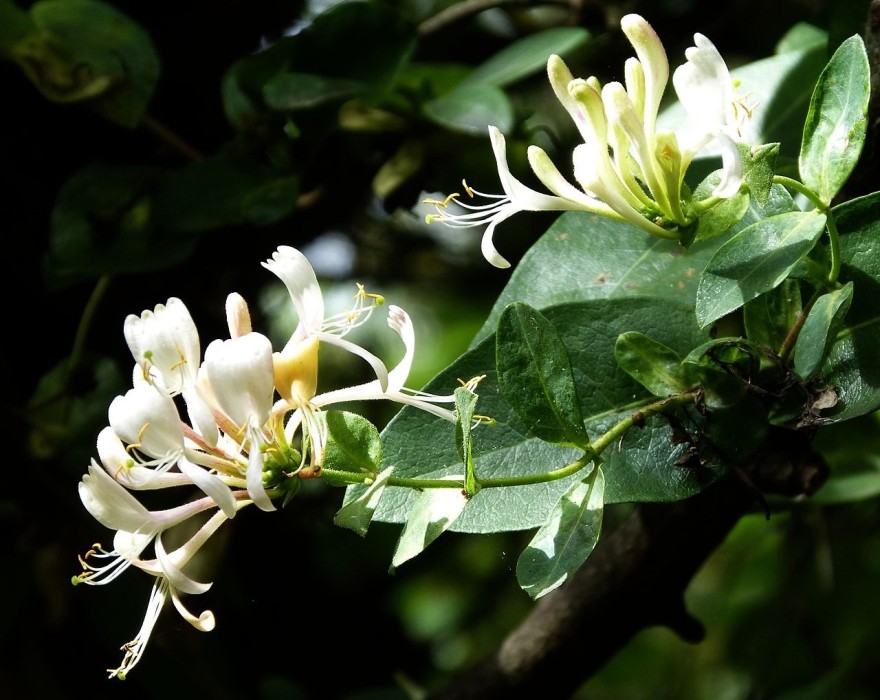 Lonicera Periclymenum. Madreselva. (140/150)