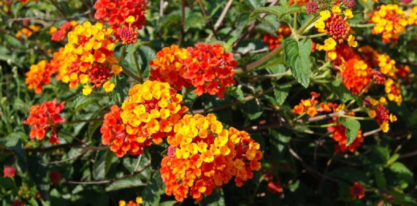 Lantana Camara C-14