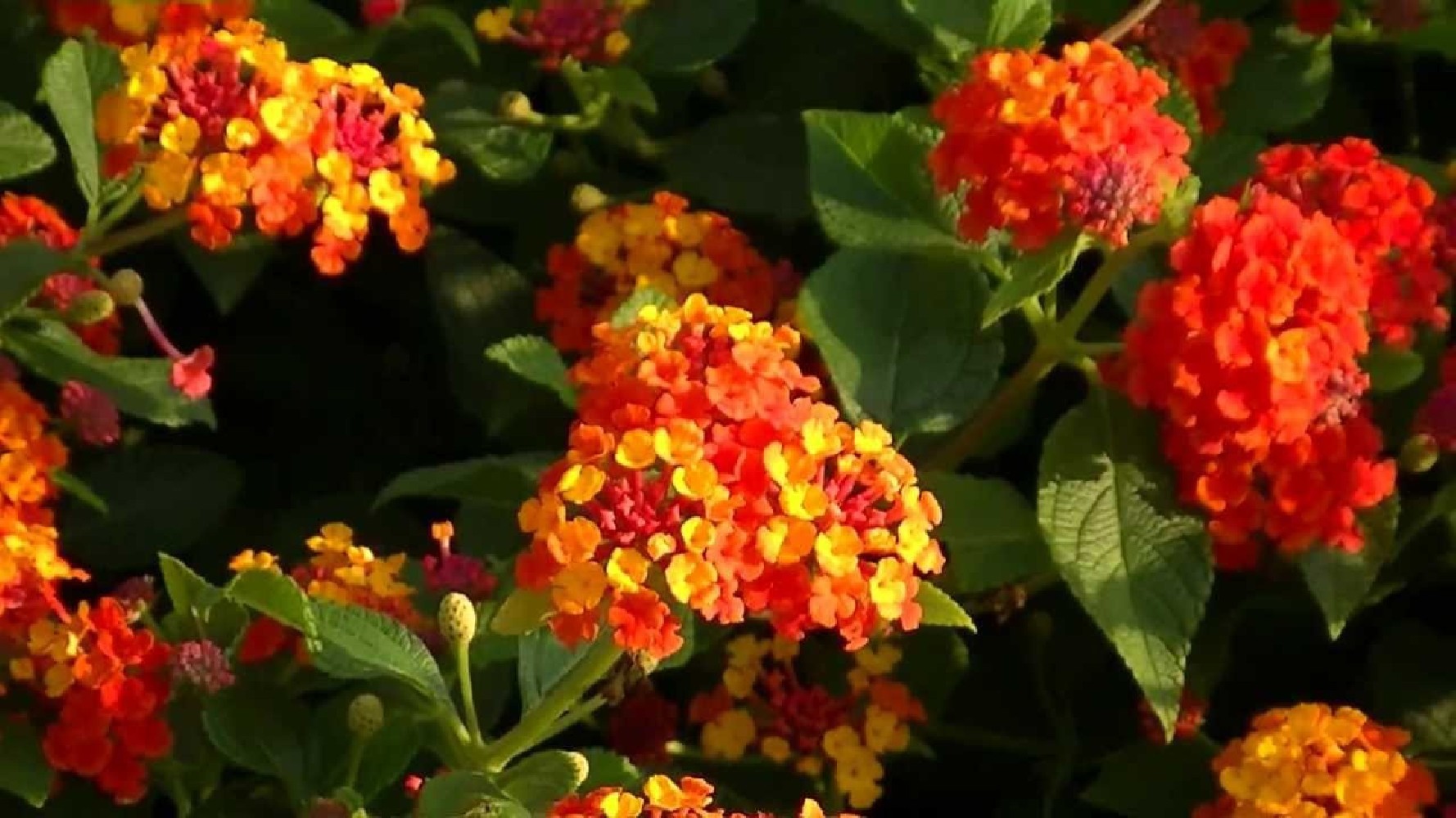 Lantana Camara C-14