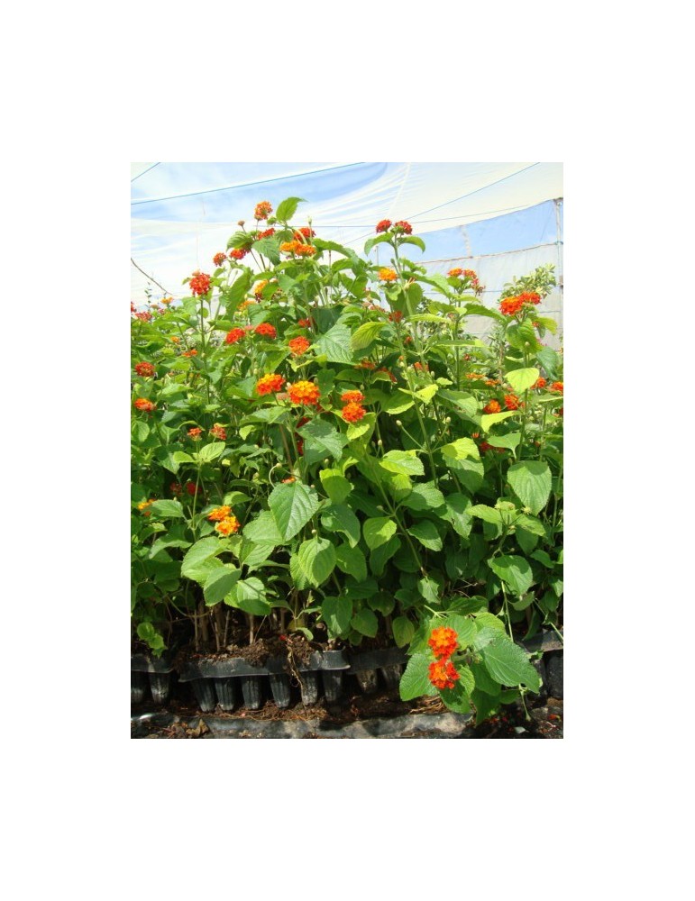 Lantana Camara C-14