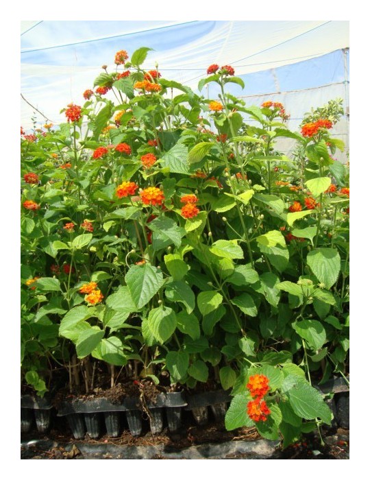Lantana Camara C-14