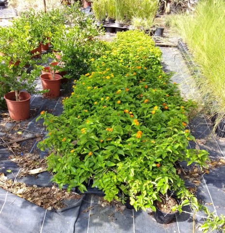 Lantana Camara C-14 2