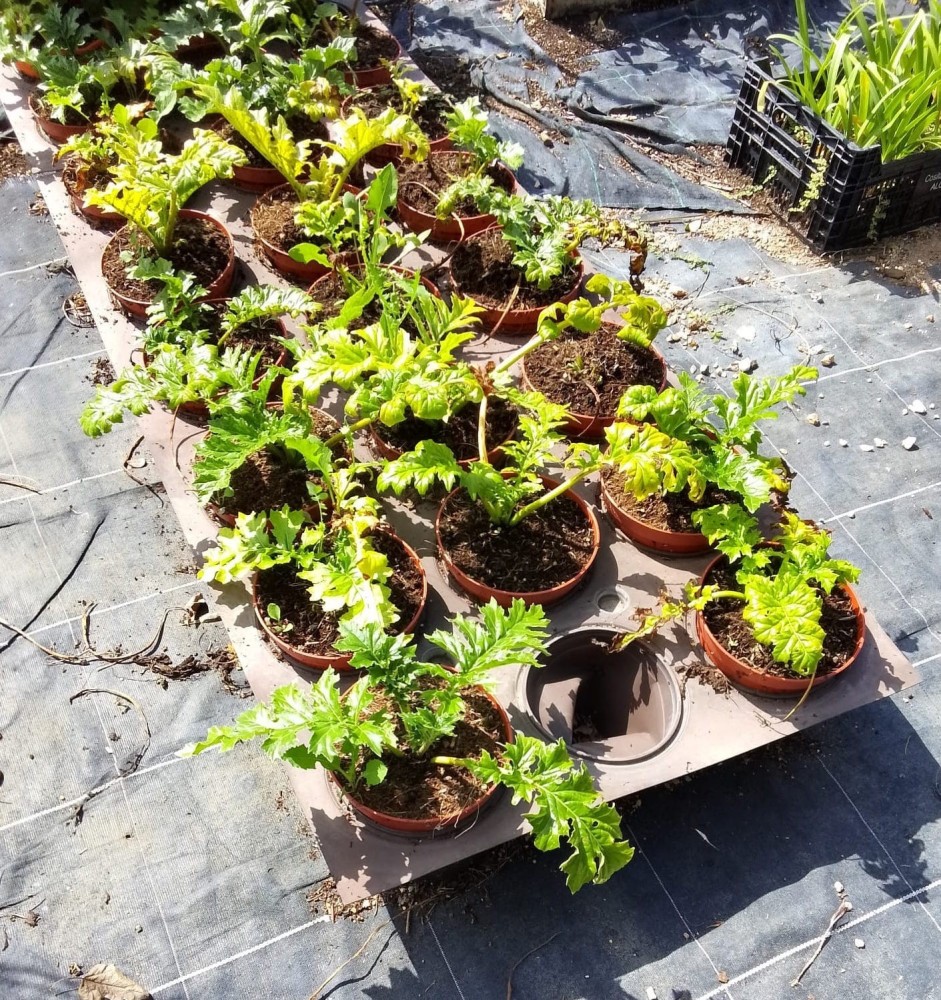 Acanto (Acanthus Mollis) C-17