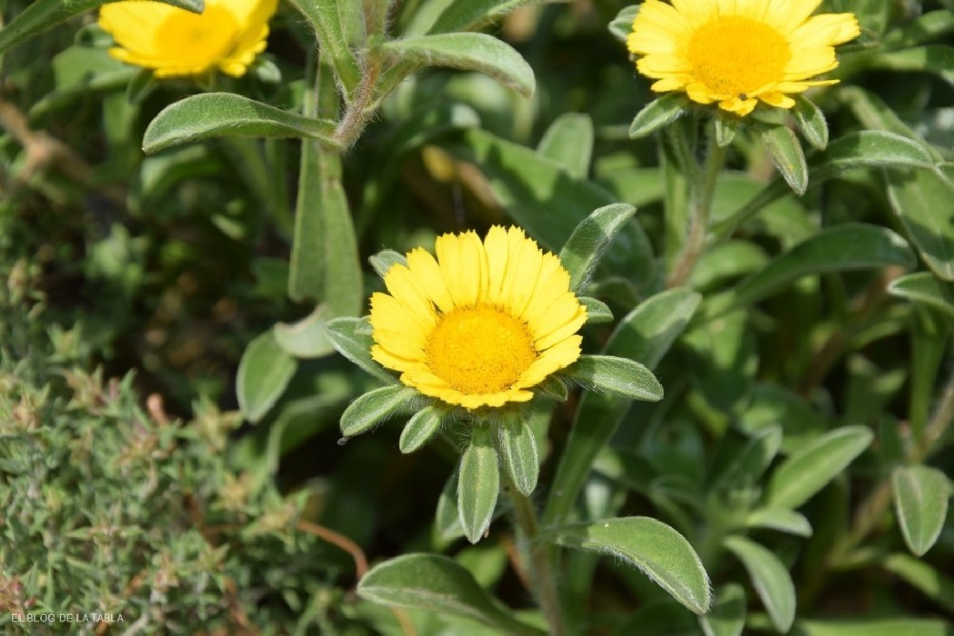 Asterisco - Asteriscus Maritimus C-17