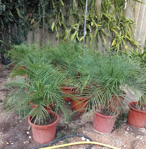 Phoenix Roebelenii. C-25 2