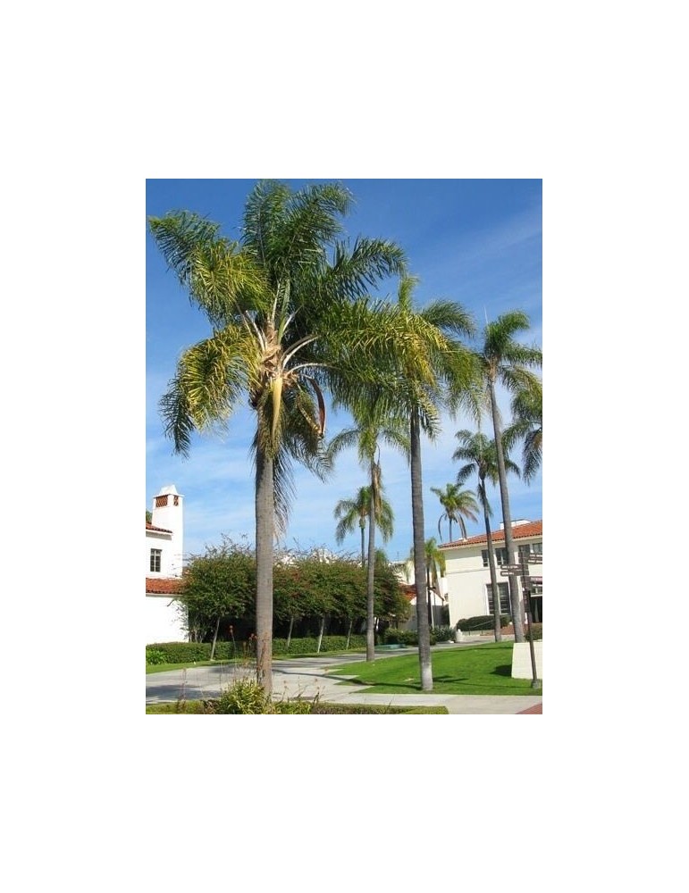 Coco Plumoso.Arecastrum. C-25