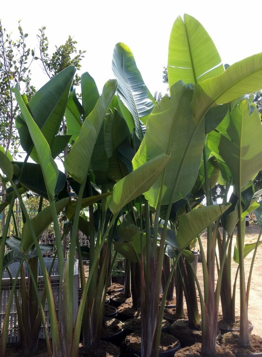 Strelitzia Nicolai C-25