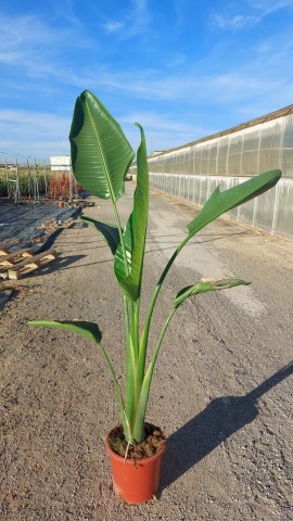Strelitzia Nicolai C-25 2