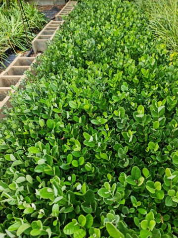 Feijoa Sellowiana Bf-40 2