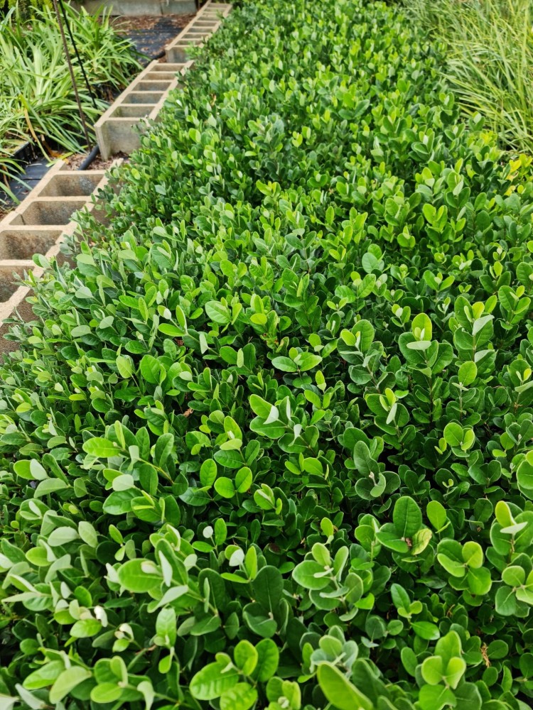 Feijoa Sellowiana Bf-40