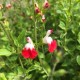Salvia Macrophylla hot lips