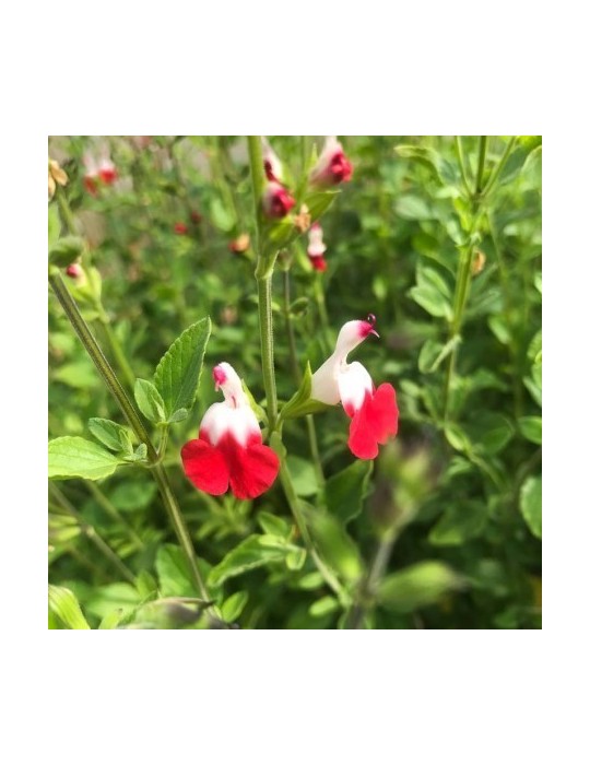 Salvia Macrophylla hot lips