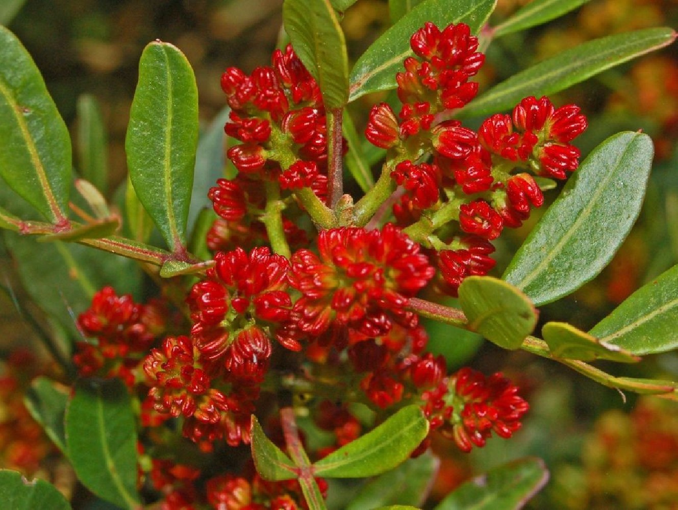 Pistacia Lentiscus C-12