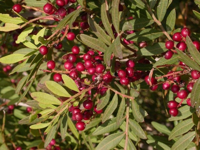 Pistacia Lentiscus C-12 2