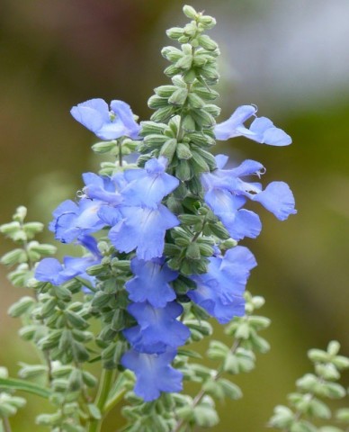 Salvia Azurea 2