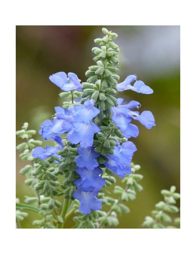 Salvia Azurea