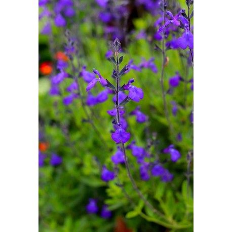Salvia x greggii "Blue Note" C-12 (30/40)