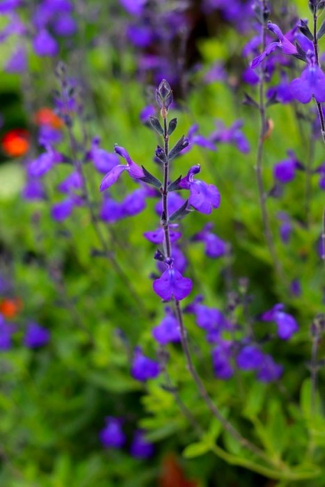 Salvia x greggii "Blue Note" C-12 (30/40)